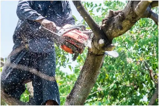 tree services Calhoun Falls